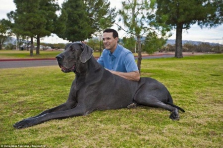 Большая собака подала заявку в Книгу рекордов Гиннесса