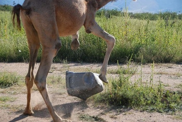 Верблюд с мусорным ведром (19 фото)
