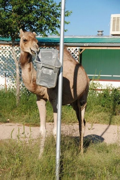 Верблюд с мусорным ведром (19 фото)