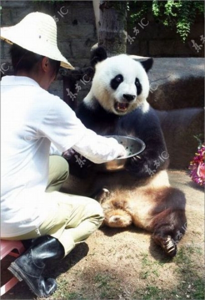 30-ти летний юбилей у панды из Китая (9 фото)