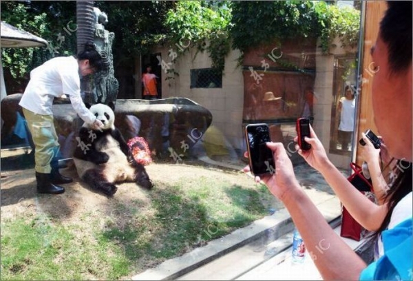 30-ти летний юбилей у панды из Китая (9 фото)