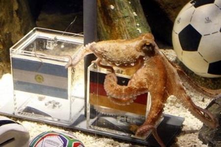 Самый знаменитый футбольный оракул - осьминог Пауль. ФОТО