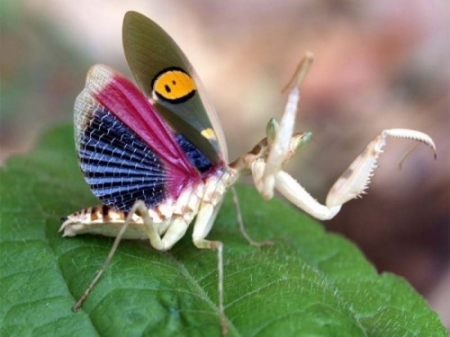 Эти забавные насекомые. Качественные ФОТО