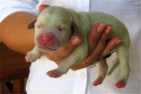  В Бразилии родился щенок зеленого цвета. (Фото)