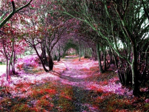 Фантастический лес. Кантабрии, Испания.