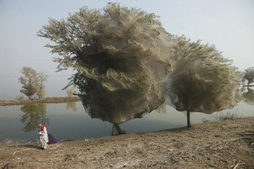 Нашествие пауков на деревья в Пакистане