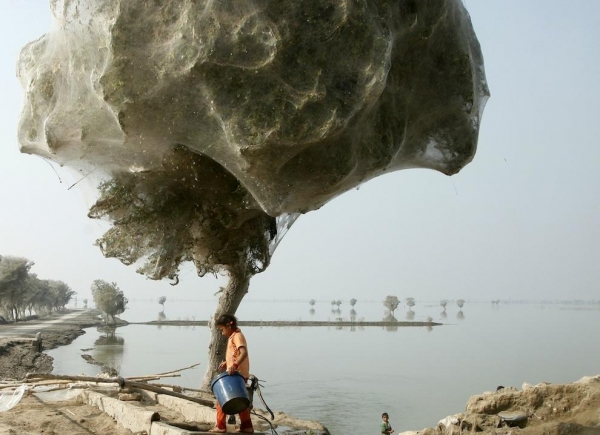 Нашествие пауков на деревья в Пакистане