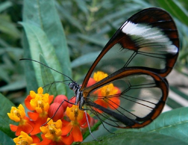 Дивовижні метелики зі скляними крилами