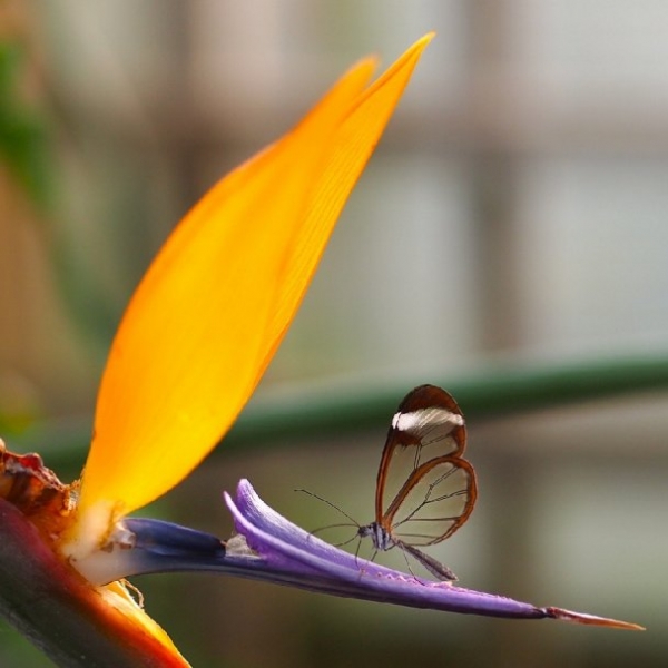 Дивовижні метелики зі скляними крилами