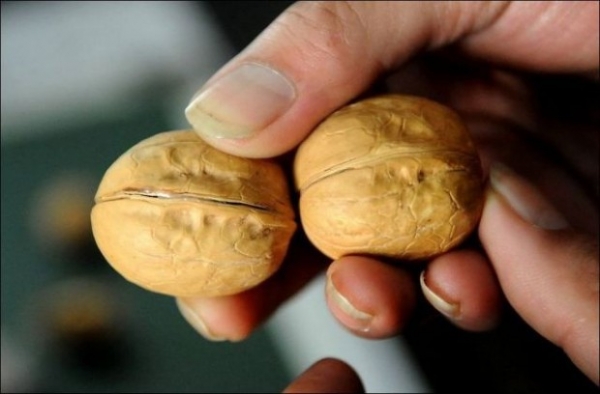 Как в Китае подделывают грецкие орехи