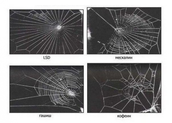 Сети сплетенные пауками, которых кормили мухами с инъекцией наркотика.