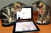 Видеоигры для домашних кошек активно набирают популярность