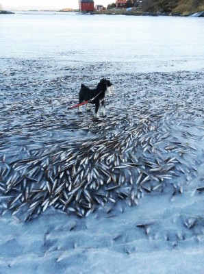 В Норвегии миллионы рыб мгновенно погибли из-за мороза, как в фильме «Послезавтра»