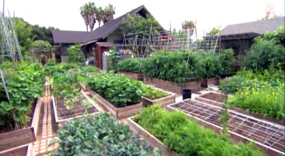Как семья на 4 сотках собирает 3 тонны овощей и кормит все рестораны города (видео)