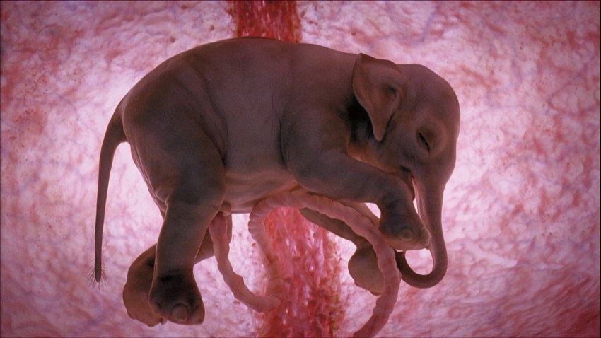 10 фотографий животных в утробе матери.