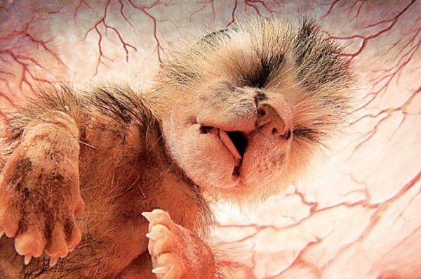 10 фотографий животных в утробе матери.